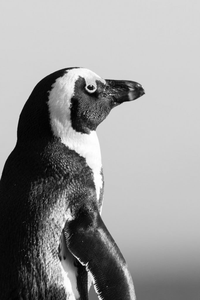 african penguin animal - Immobilier Dubai